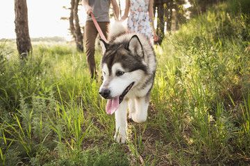 couple in love with a dog, Husky Malamute, sunset forest