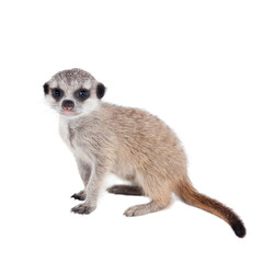 The meerkat or suricate cub, 2 month old, on white