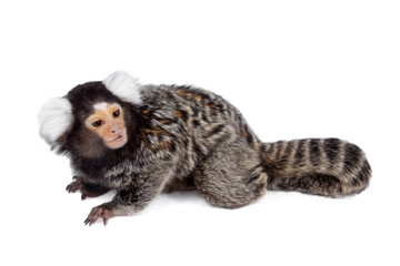 Naklejka premium The common marmoset on white
