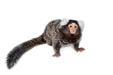 The common marmoset on white