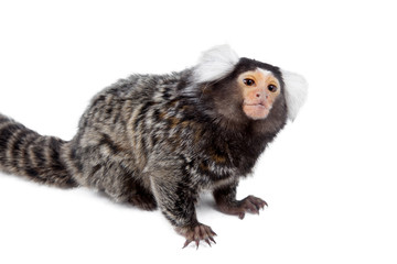 The common marmoset on white