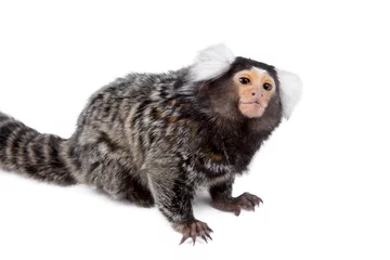 Fotobehang Aap The common marmoset on white