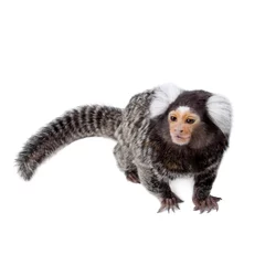 Papier Peint photo autocollant Singe The common marmoset on white