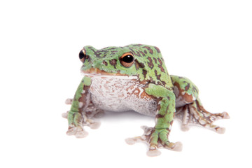 Japaneese forest green tree frog on white