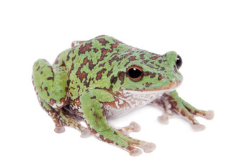Fototapeta premium Japaneese forest green tree frog on white