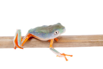 Northern orange-legged leaf frogling on white