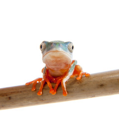 Northern orange-legged leaf frogling on white