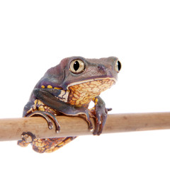 Common walking leaf frog isolated on white background