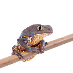 Common walking leaf frog isolated on white background