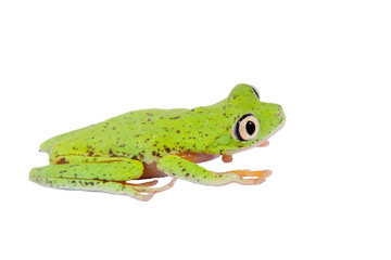 Lemur leaf frog on white background