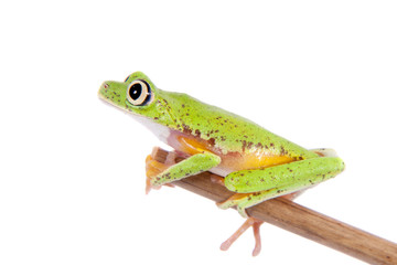 Lemur leaf frog on white background