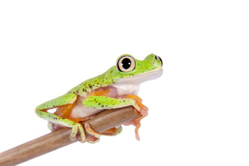 Lemur leaf frog on white background