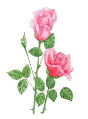 red roses on white background, bouquet, flowers, leaves, watercolor painting, realistic illustration