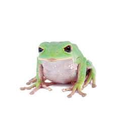 Trinidad Monkey Leaf Frog on white background