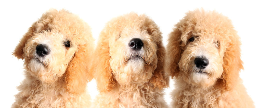 Goldendoodle Puppies