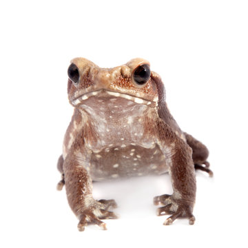 Smooth-sided toad isolated on white