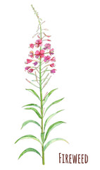 Fireweed (Blooming Sally, Willow-herb, Epilobium), purple flowers on white background, watercolor painting, realistic illustration