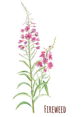 Fireweed (Blooming Sally, Willow-herb, Epilobium), purple flowers on white background, watercolor painting, realistic illustration