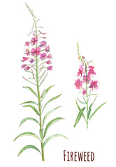 Fireweed (Blooming Sally, Willow-herb, Epilobium), purple flowers on white background, watercolor painting, realistic illustration