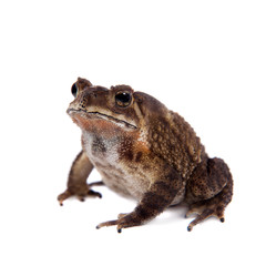 Bony-headed toad isolated on white