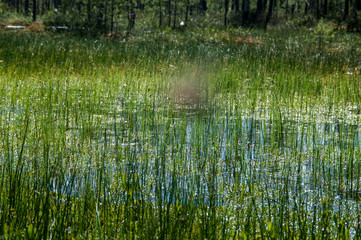 marsh, bog, grassy reeds