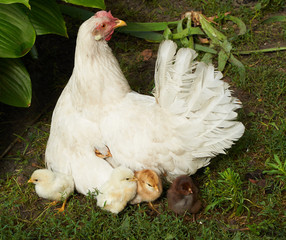 Chicks near the hen and under its wing