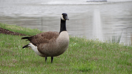 A goose by the pond:  One of the geese by a local pond in Virginia Beach, VA