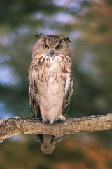 Eurasian eagle-owl on natural background