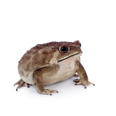 Asian common toad on white background