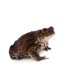 Common or European toad on white