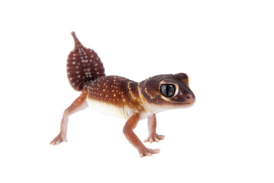 Smooth Knob-tailed Gecko on white