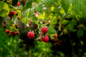 red berry garden