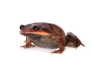 Kakhien Hills spadefoot toad on white