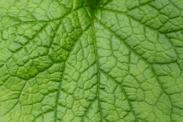 Naklejka na ściany i meble Leaf Texture Macro