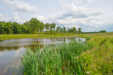 The shore of a lake in summer