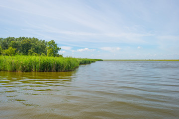 The shore of a lake in summer