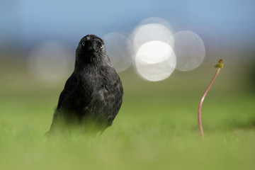 Western Jackdaw, Corvus monedula