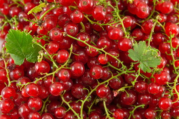 Fresh currant red fruit in a pile