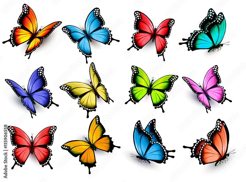 Poster collection of colorful butterflies, flying in different directio