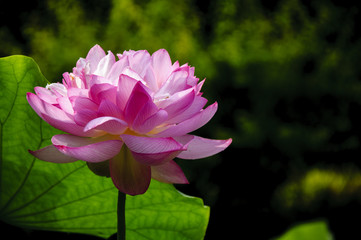 Obraz premium Beautiful blossoming lotus in summer 