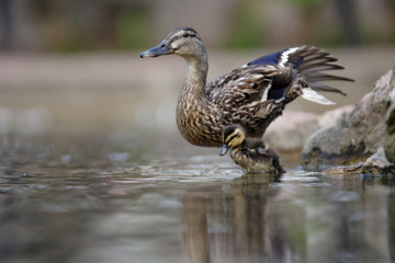 Mallard, Duck, Anas platyrhynchos - Nestling with female.