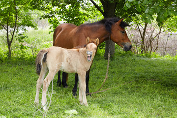 Obraz premium two horse