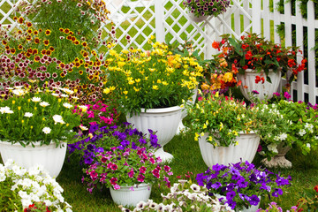 Fototapeta na wymiar Different kinds of garden flowers in pots. Landscape design flowers. Colorful petunias in potflowers