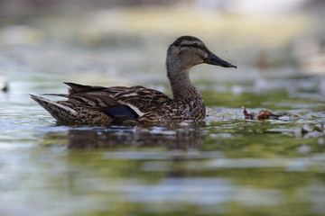 Mallard, Duck, Anas platyrhynchos - female.