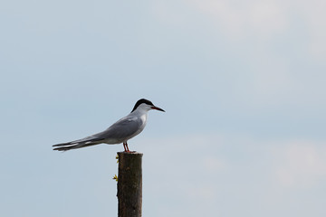 bird on a tree in the wild