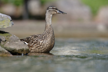 Mallard, Duck, Anas platyrhynchos - female.