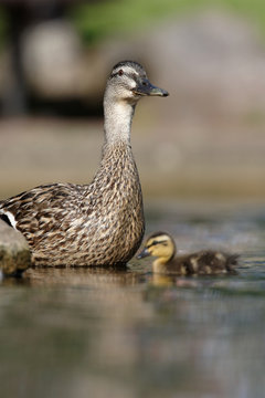 Mallard, Duck, Anas platyrhynchos - Nestling with female.