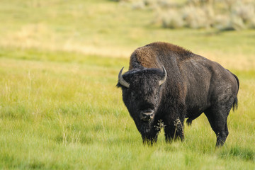 Bison of Yellowstone National Park, USA