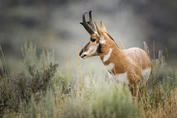 Papier Peint photo Lavable Antilope Pronghorn (Antilocapra americana)