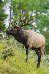 Elk  (Cervus canadensis)